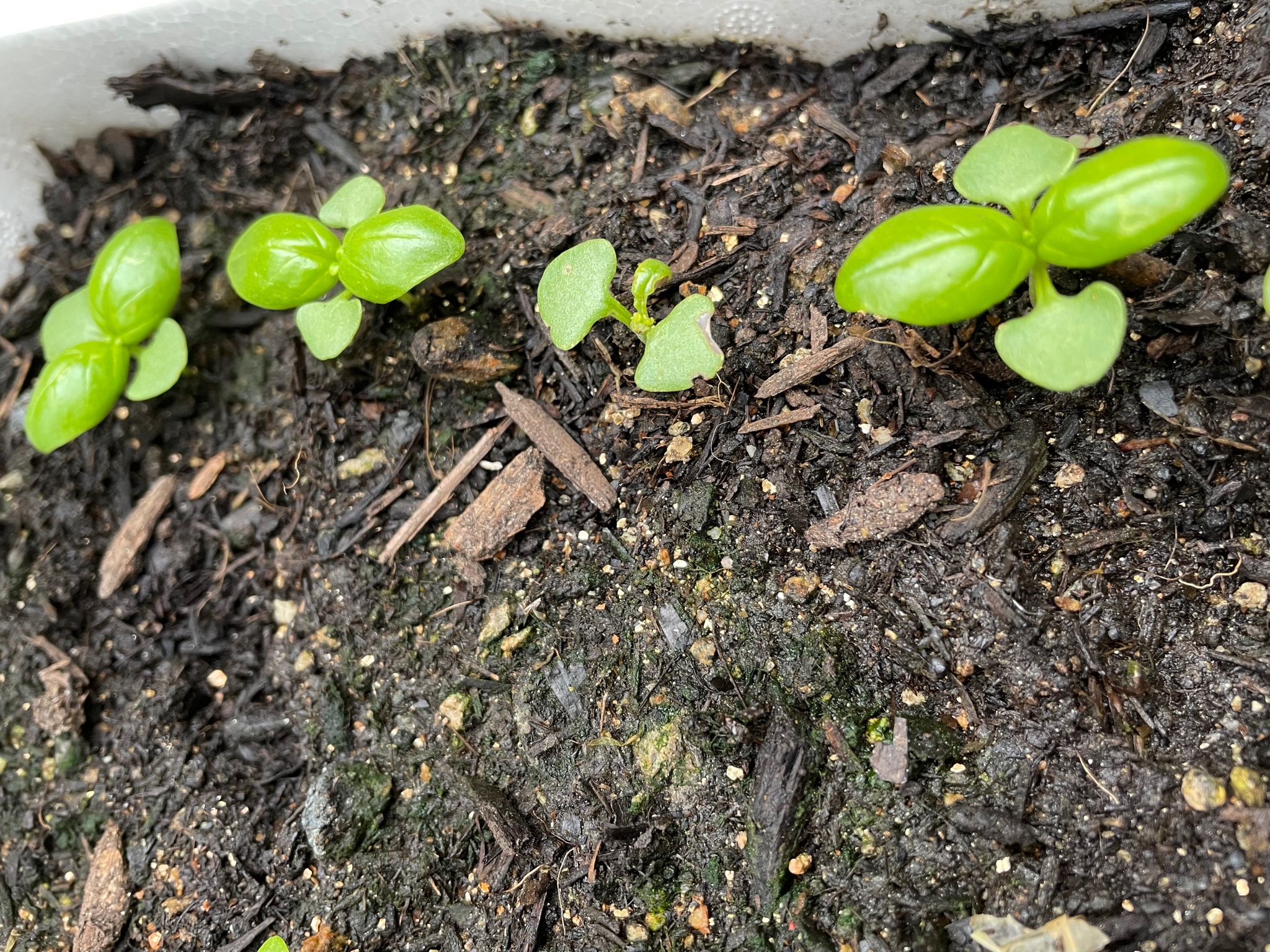 宇佐木ちゃん ガーデニング バジル栽培 虫に喰われてる T Co Ewv3grkpvr Twitter