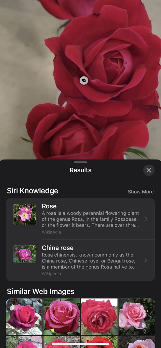 AnitaSamore tweet media