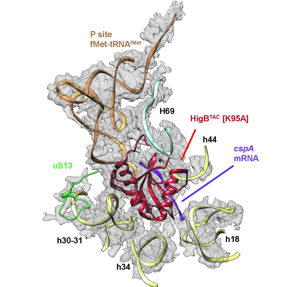 Happy to share our new story that includes the CryoEM structure of the ribosome-bound TAC toxin of M. tuberculosis <a href="/NatureComms/">Nature Communications</a> 
Great collab with the groups of Reynald Gillet <a href="/IGDRennes/">IGDR</a>, Lionel Mourey @IpbsToulouse and Laurent Falquet <a href="/unifrBiology/">unifrBiology</a> !
disq.us/t/47lk3s7