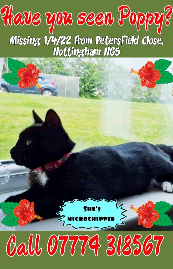 JohnDaffern2's tweet photo. #findPoppy
Lost: 01/04/22
#TopValley #Nottingham #NG7 area https://t.co/atYsu9Lrjw