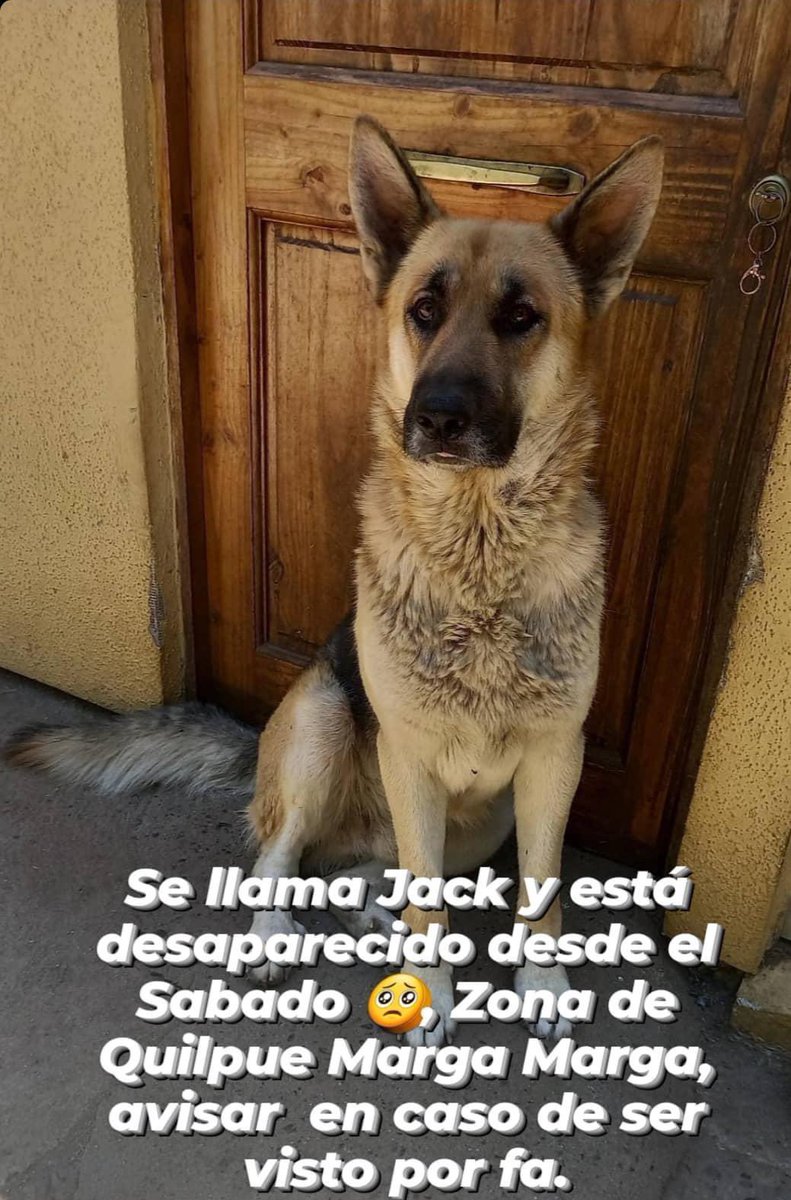 ccardenassilva's tweet photo. Un amiguito de Alto el Yugo anda desesperado buscando a su mascota, si alguien de Quilpué lo ha visto responde al nombre de Jack. Ayer me dieron el dato que andaba en el punto de Vacunación Las Palmas en Los Pinos🥲

#Jueves #SeBusca #Mascota #Busqueda #BuenosDias #BuenJueves https://t.co/uxro76TEtm