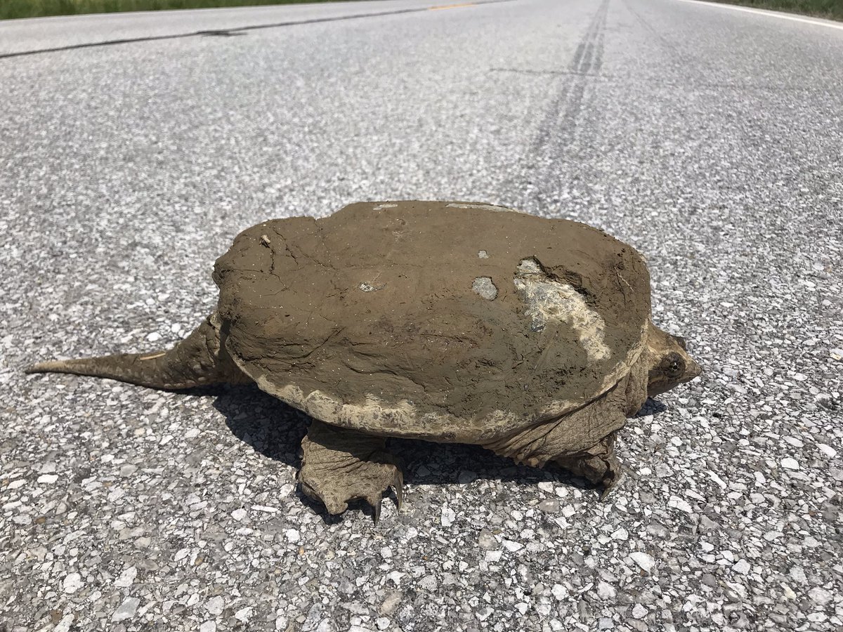 round_third's tweet photo. Stopped &amp; helped this little girl across the road. I hate seeing the smashed turtle spots on the road. #turtle #turtlecrossing https://t.co/T5TDRQlC49
