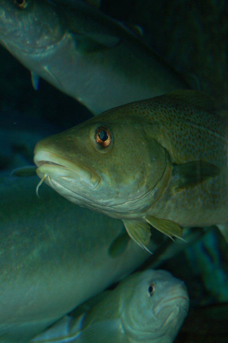 👏Early Career Scientist winner is <a href="/MASpence86/">Michael Spence</a> and co-authors with the paper: Sustainable fishing can lead to improvements in marine ecosystem status: an ensemble-model forecast of the North Sea ecosystem in Marine Ecology Progress Series bit.ly/3P9XvZM #CefasScience