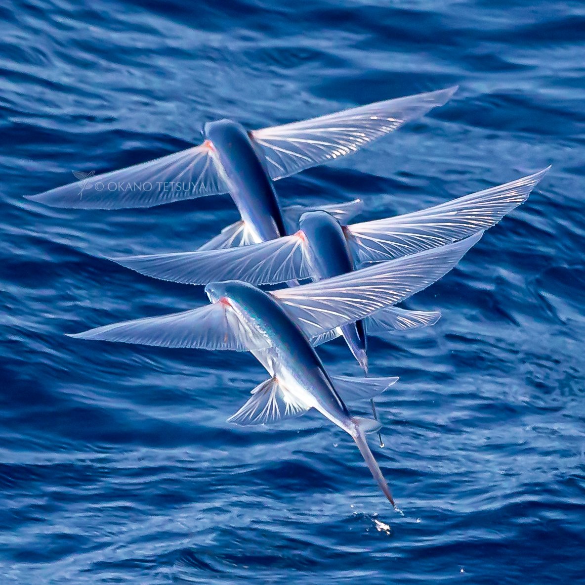 たくさんの人にトビウオの美しさを知って欲しい!! #トビウオ #Flyingfish
