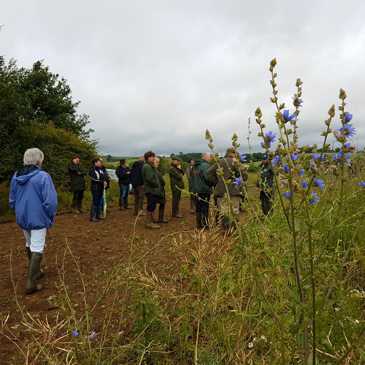 blackgull's tweet photo. five years on, a momentum of proud #farmers' and #landmanager groups working for #wildlife (many not on twitter)

@SDFarmClusters @waveneyfarmers @MDSuperCluster @FellsOrton @FarmerCluster @BeultFarmers @NECotsCluster @WadersForReal @DorsetDowns @NSF_group
https://t.co/z4pBhvOgee https://t.co/z0hIkQRFJB