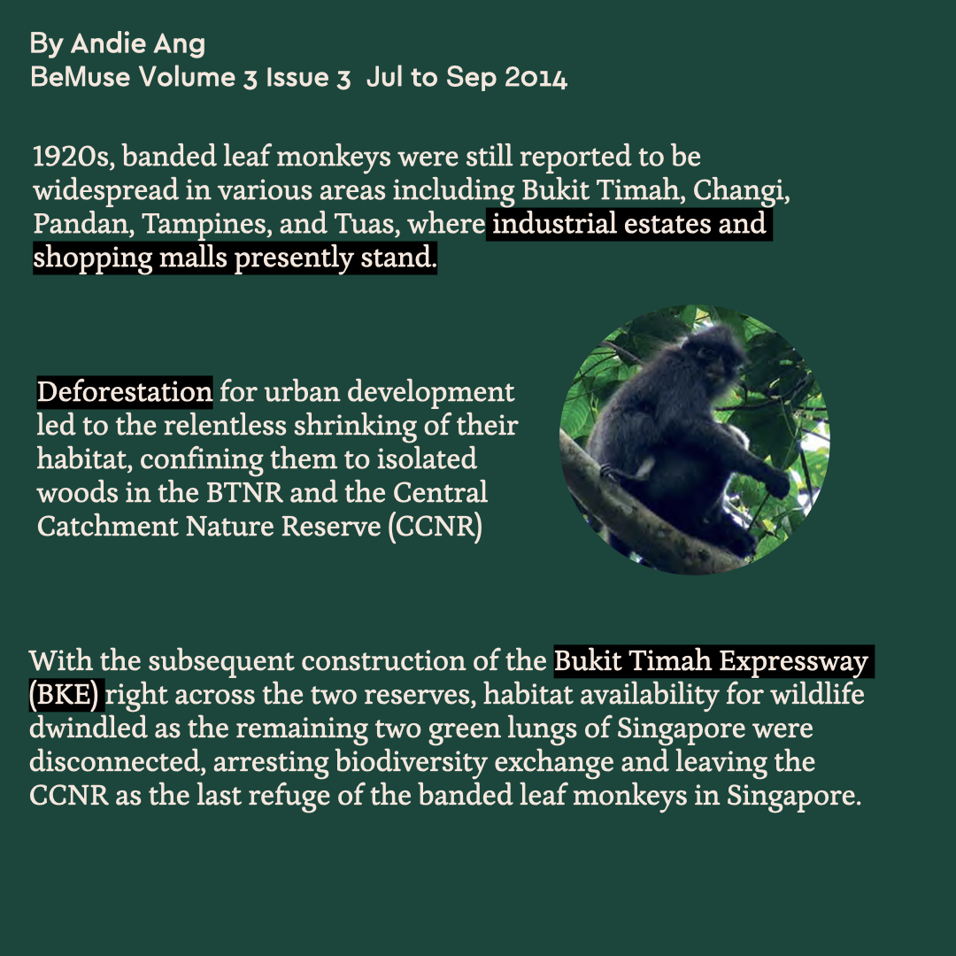Read more at : roots.gov.sg/stories-landin… 

📸 and article by Dr Andie Ang
#naturelovers #animallovers #wildlifeconservation  #communityledconservation #Singapore #Singaporenature #Singaporeanprimates #Singaporeanimals #Singaporewildflife