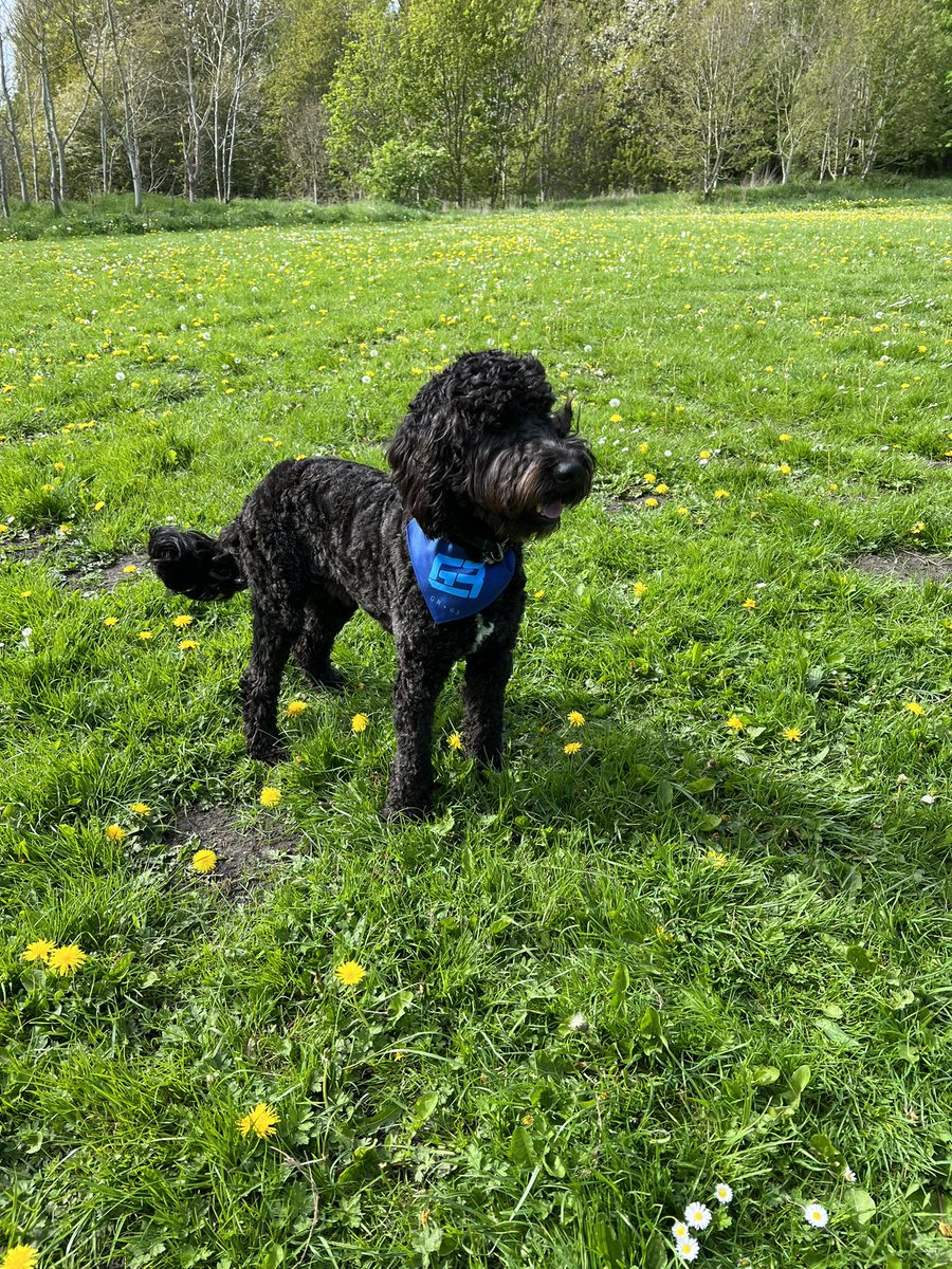 GS65Doggo's tweet photo. @MercedesAMGF1 @F1 @GeorgeRussell63 @amgmotorsport @PET_Motorsports And this is exactly why I’m named after @GeorgeRussell63!! #WhatADriver #GS63. https://t.co/q2oMCw9BZ5
