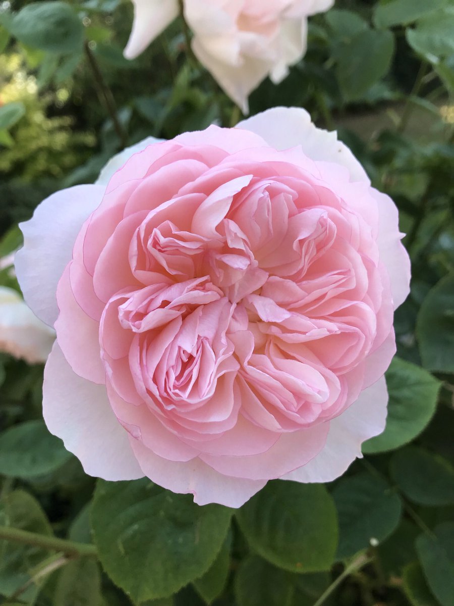 There once was a beautiful rose.  Despite intervention from me it still grows.                                                   It’s smell is divine, Sends shivers up my spine, And greenfly straight up my nose #NationalLimerickDay #ThrowbackThursday #roses #RoseADay