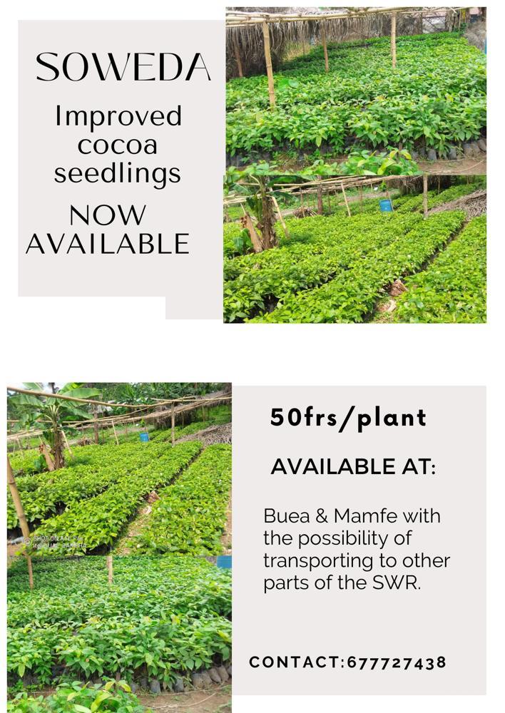Improved cocoa seedlings available now. Visit the SOWEDA head office for more details.
