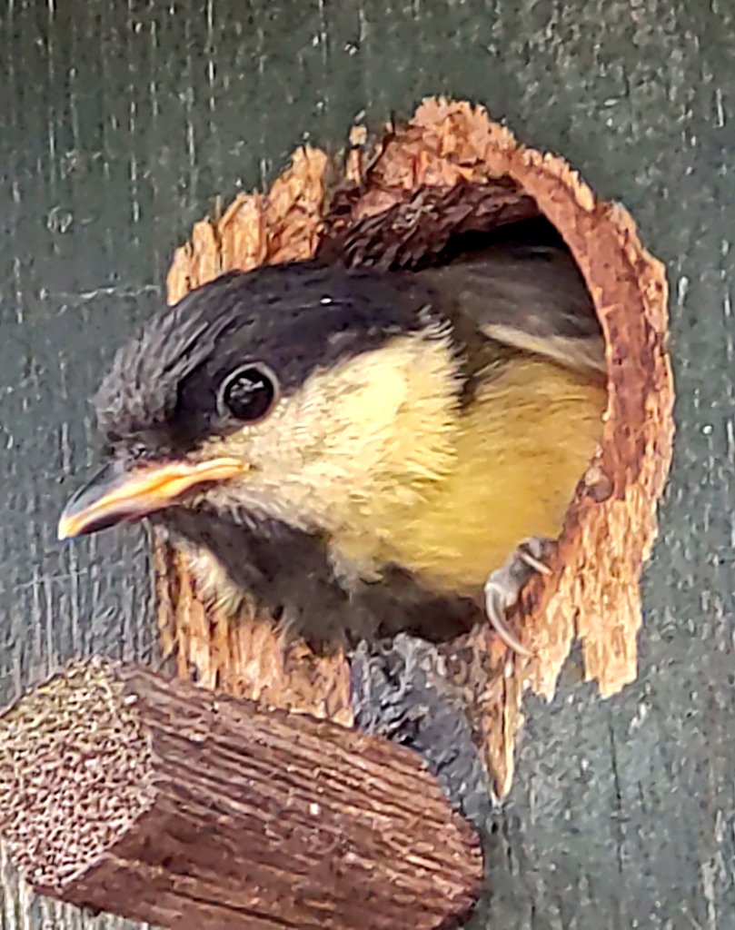 yukawacky's tweet photo. 今年も本日にてボロ鳥小屋の小鳥警備員👮の勤め?はお役御免となりました…🐣
みんな大きくなれよ〜🐥 https://t.co/6MoKZu5cER