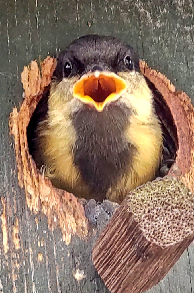yukawacky's tweet photo. 今年も本日にてボロ鳥小屋の小鳥警備員👮の勤め?はお役御免となりました…🐣
みんな大きくなれよ〜🐥 https://t.co/6MoKZu5cER