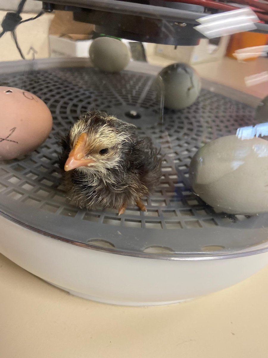 Michelle David tweet media