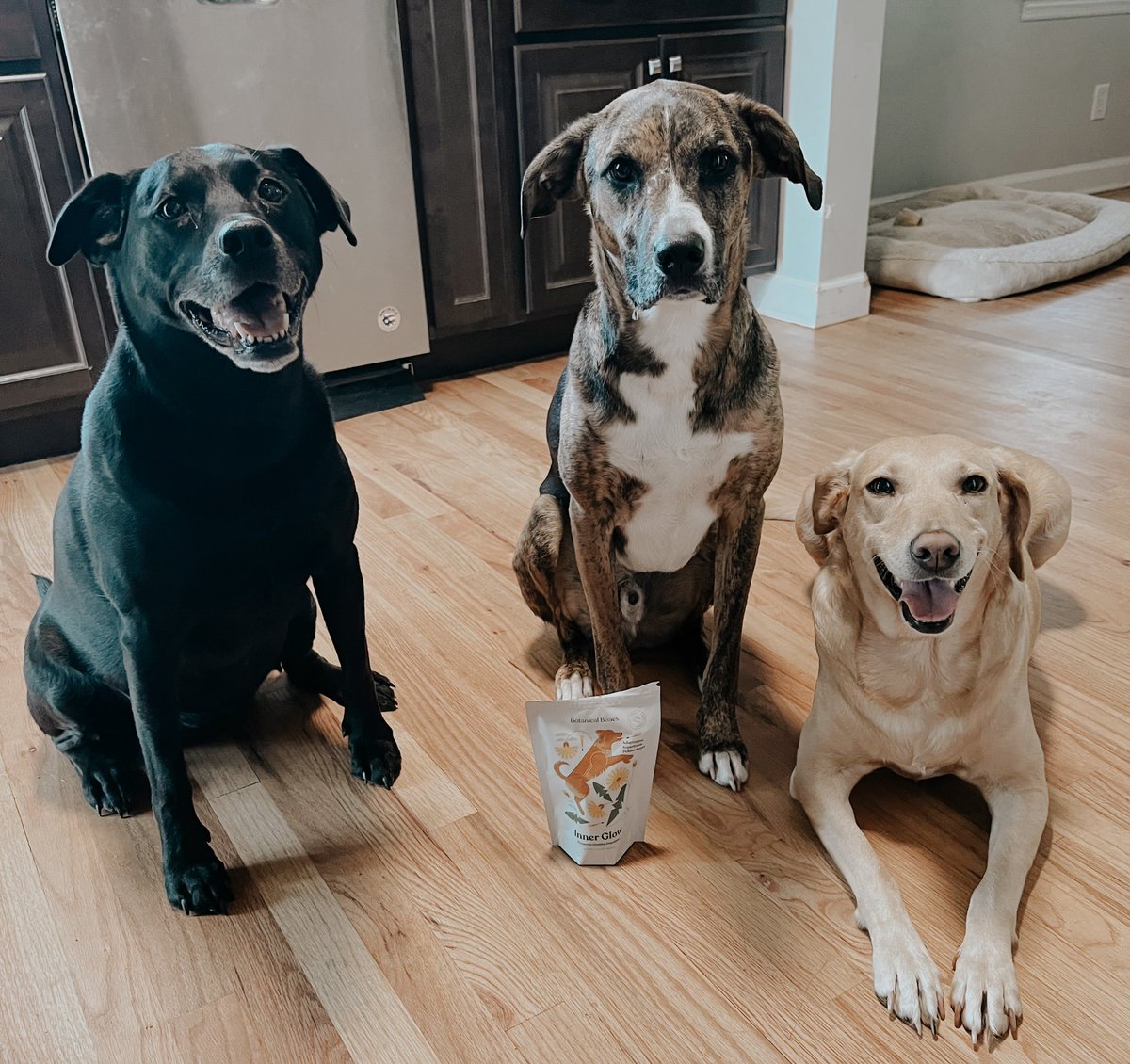 botanical_bones's tweet photo. “Will behave for Botanical Bones” 🦴✨ #dogsoftwitter #dogtreats https://t.co/nkuiIVKR2h