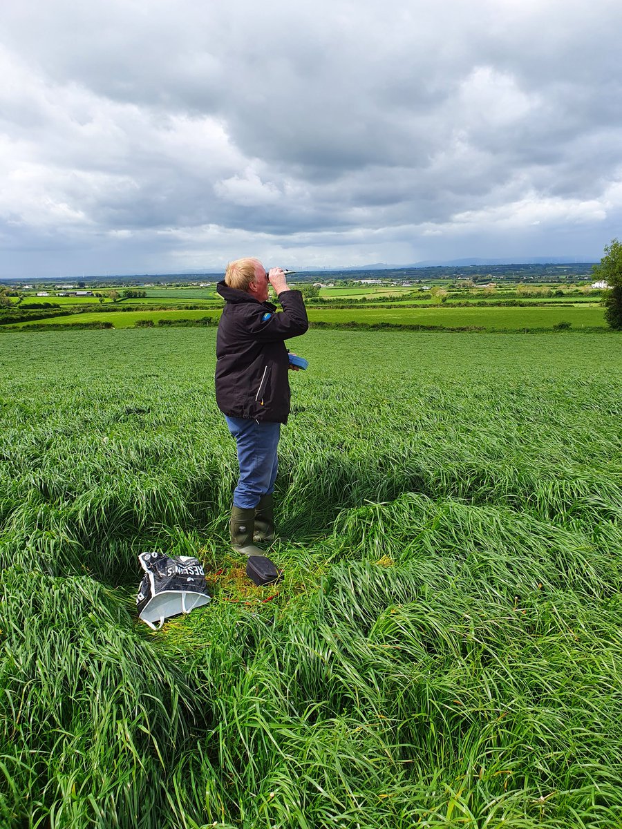 DouglasBailey_'s tweet photo. @JohnTho98555918 testing the sugars on a precut sample for a customer, tested at 4% on a cloudy day. Measuring up on 8ton DM/ha with a weeks growth still to go. #silage22 @Grasslandagro @AgronomistClare @eddiehealy91 https://t.co/yXS67PdVPF
