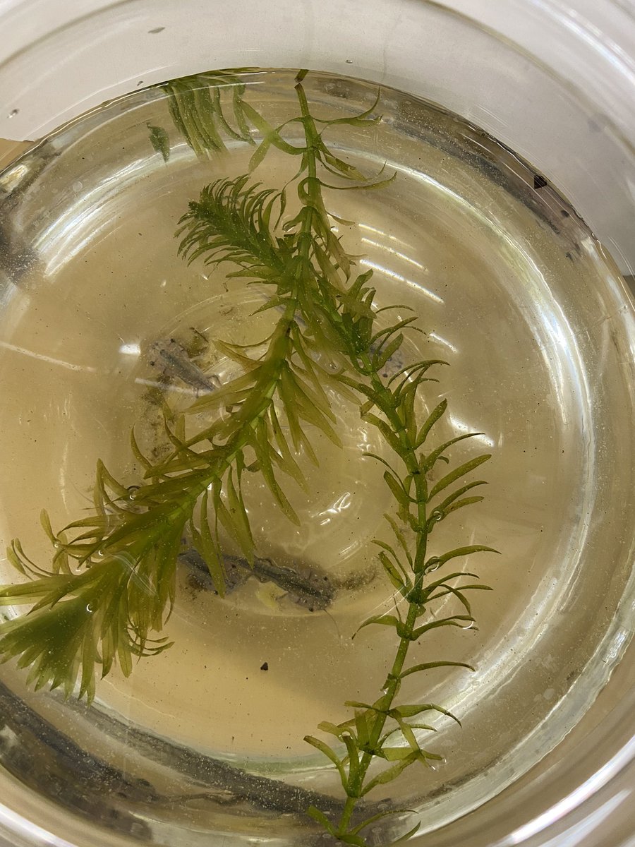 FCPS_JenTrueK's tweet photo. We have some new friends in our classroom to observe for our life cycles unit(Tadpoles!)! #NMWRoars https://t.co/qRby4SWw70