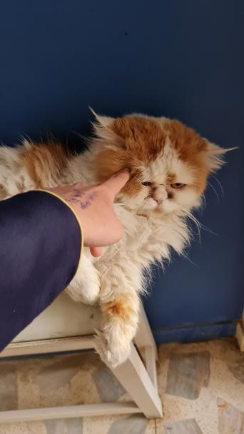 A macskám lesz az első tweetem