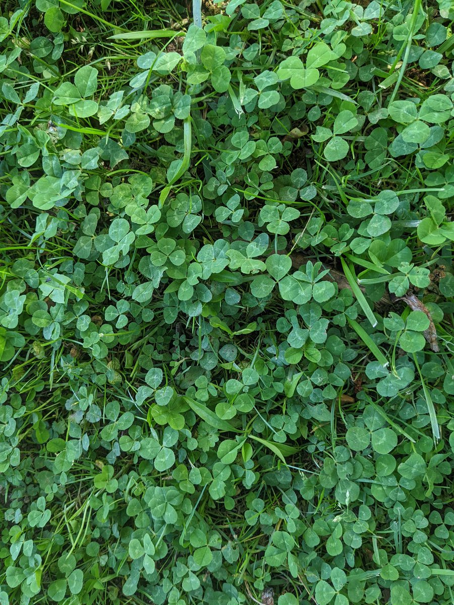 errrosie's tweet photo. How many four leaf clovers can you spot? I see at least 6. https://t.co/krV7TfQXmh
