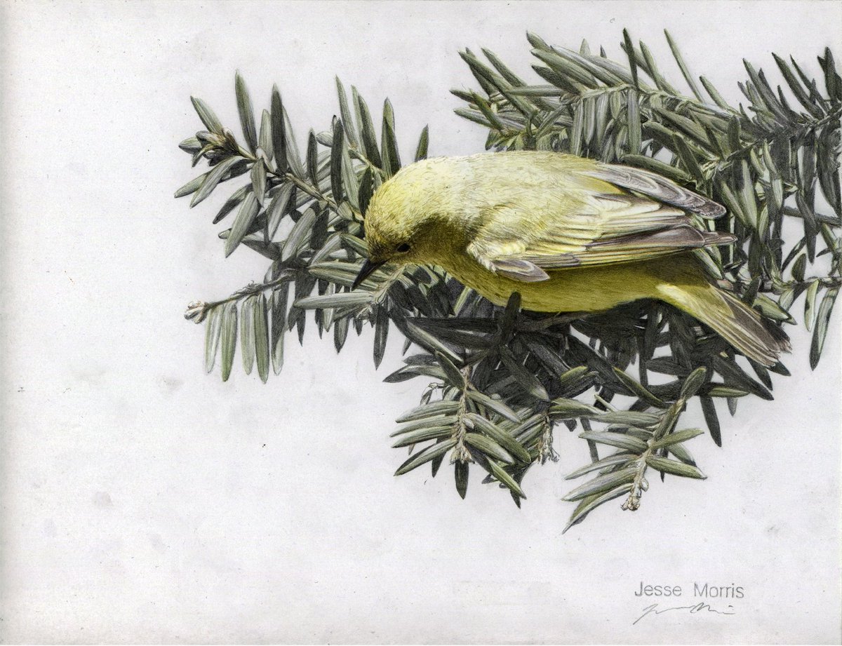 The Yellow Warbler has returned.
#birds #birdwatching #birding #drawing #warbler