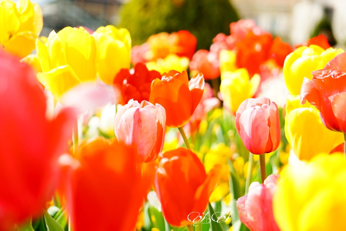 AA2ndRT's tweet image. ずっと見ていたい景色◌˳⚛˚⌖