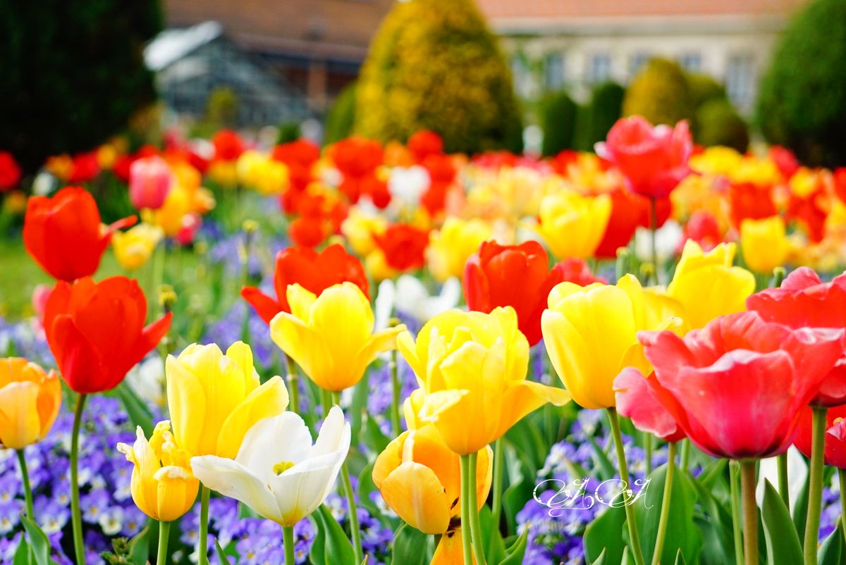 AA2ndRT's tweet image. ずっと見ていたい景色◌˳⚛˚⌖