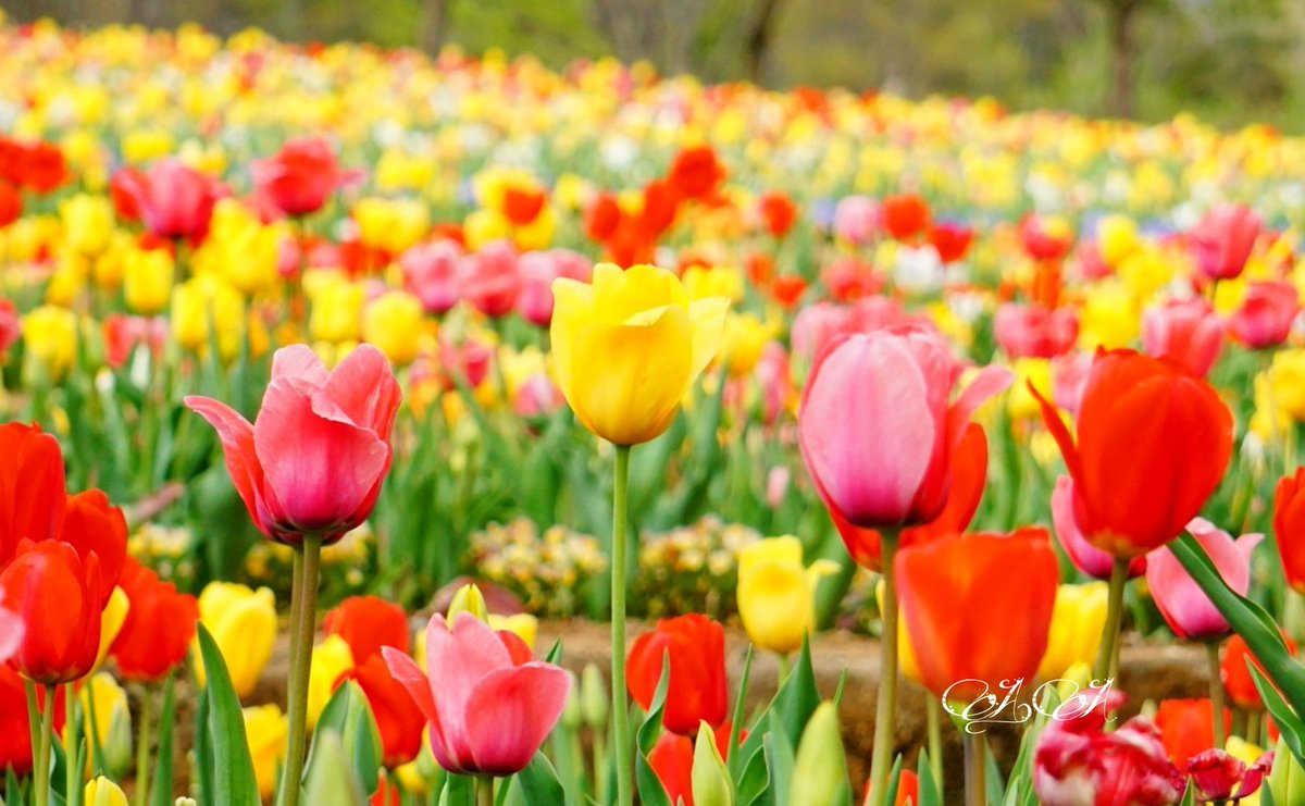 AA2ndRT's tweet image. ずっと見ていたい景色◌˳⚛˚⌖