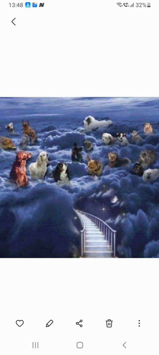 Wihelmine96's tweet photo. @tarogermany1 R.I.P Ihr drei Süssen https://t.co/AZrTJZAev0