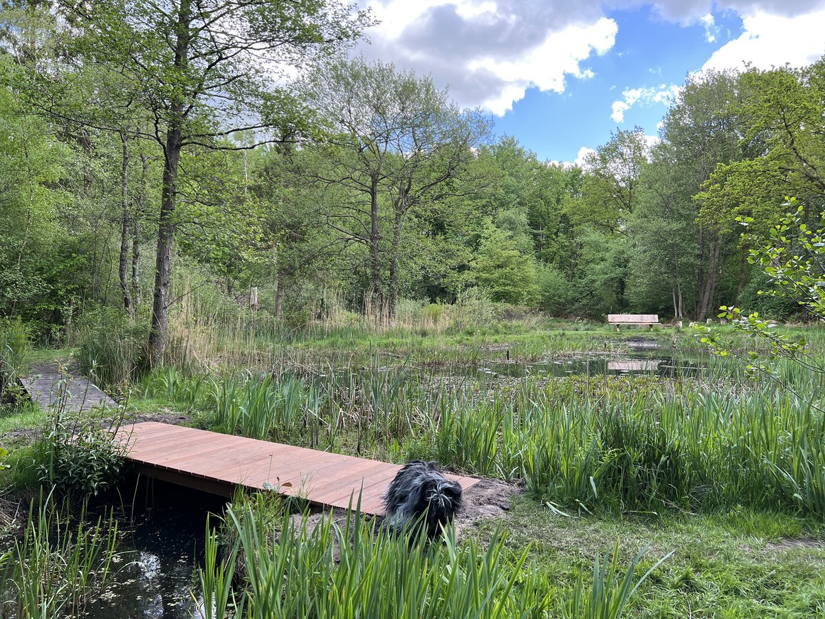 Ik weet niet wie ik hiervoor moet bedanken, maar het nieuwe bruggetje in de heemtuin in Bosplan #peize wordt zeer gewaardeerd #dank #noordenveld