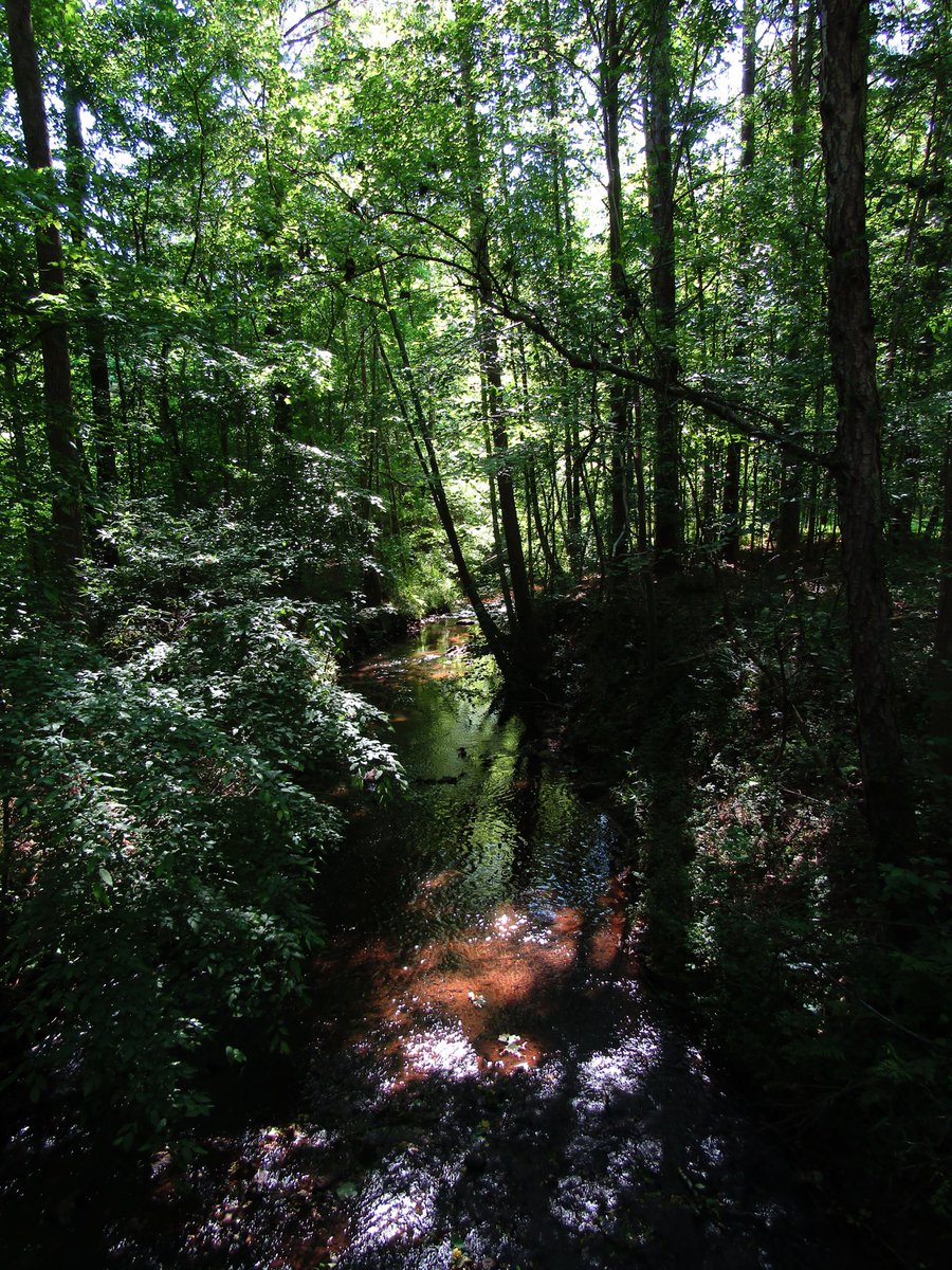 gaiacaptures's tweet photo. scenery 💚

#photography #canonphotography #canon #NaturePhotography #photographer #forest #scenery #trees #stream #creek https://t.co/0f3oVQ5E8T