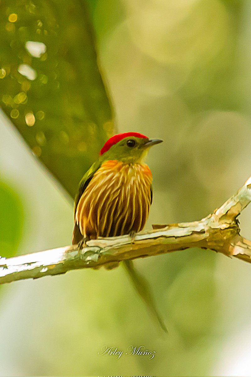 Arleymsarmiento's tweet photo. Saltarin Rayado Occidental (Machaeropterus striolatus) #BirdsPhotography https://t.co/SuDwxmjlDi