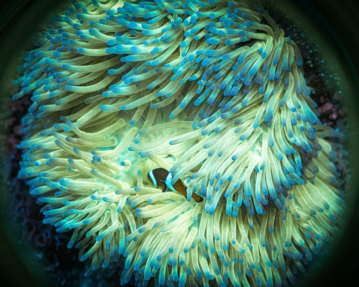 ReefChasers's tweet photo. 😜 New Anemones just hit the site! Ritteri, Sebae, Long Tentacle, Rock Flowers, Bubble Tips & More! 😨
https://t.co/LuOQNFxBnt 💦
#reefchasers #anemone #lta #longtentacle #ritteri #sebae #reef #reefjunkie #reefaddict #reeftank #saltwatertank #coral #coralreef https://t.co/YEATE5lbhF