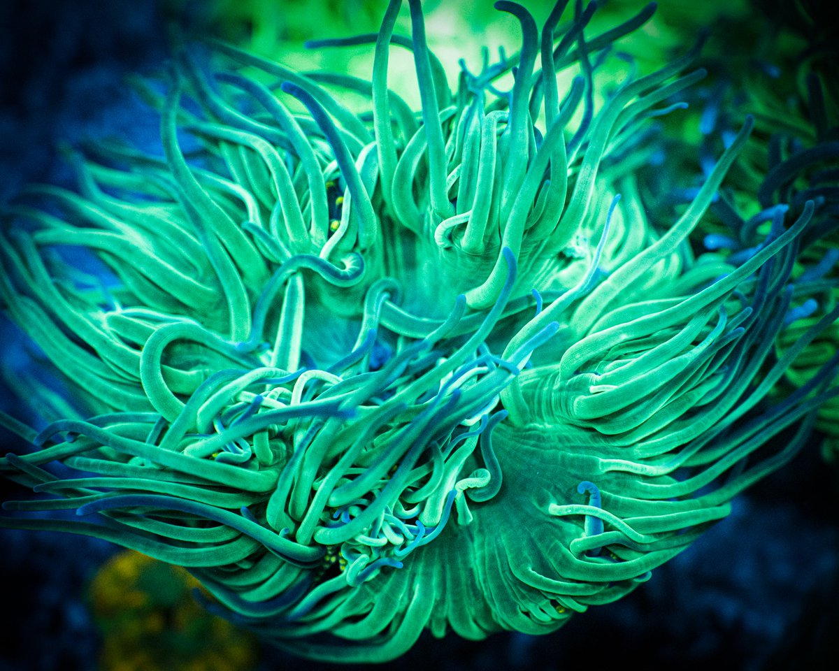 ReefChasers's tweet photo. 😜 New Anemones just hit the site! Ritteri, Sebae, Long Tentacle, Rock Flowers, Bubble Tips & More! 😨
https://t.co/LuOQNFxBnt 💦
#reefchasers #anemone #lta #longtentacle #ritteri #sebae #reef #reefjunkie #reefaddict #reeftank #saltwatertank #coral #coralreef https://t.co/YEATE5lbhF