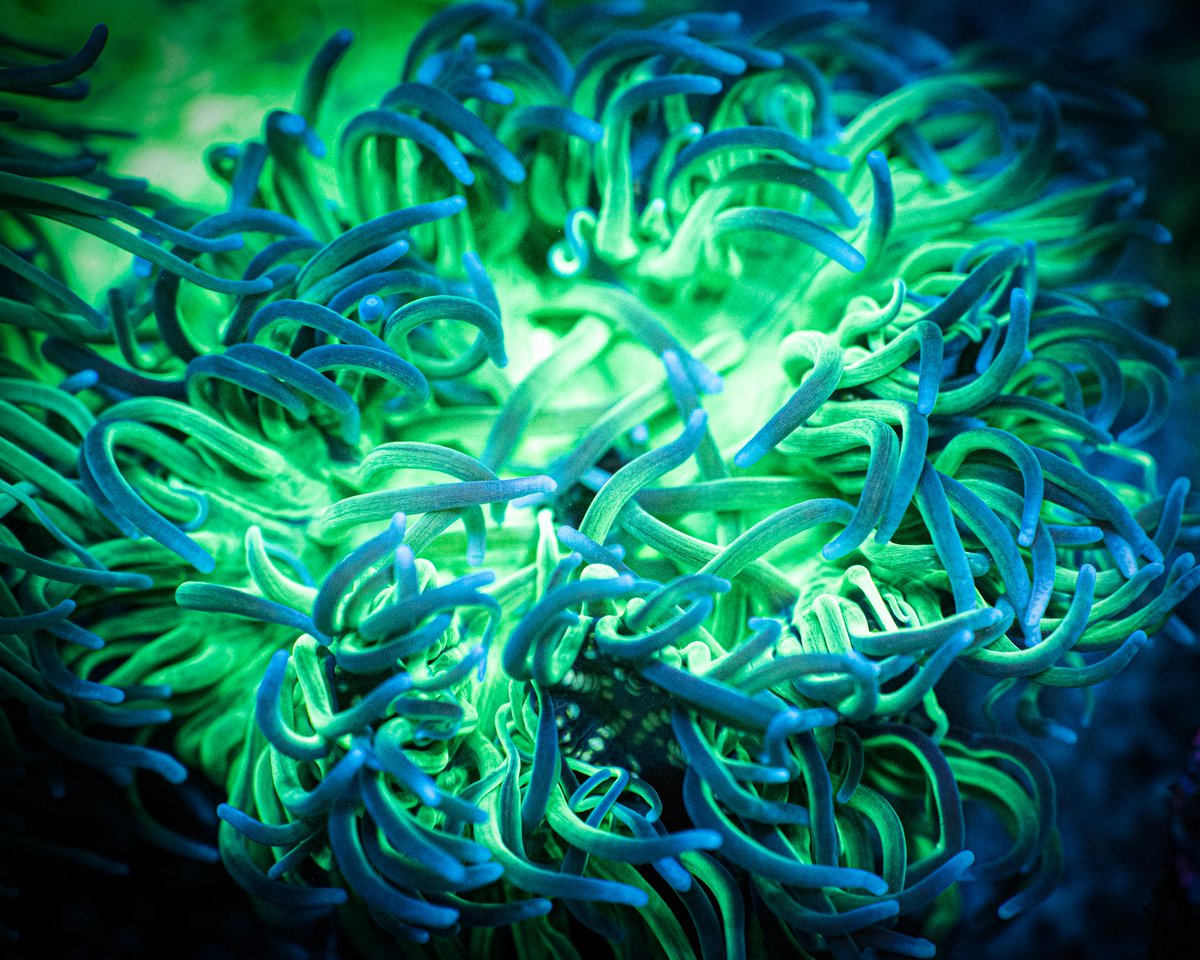 ReefChasers's tweet photo. 😜 New Anemones just hit the site! Ritteri, Sebae, Long Tentacle, Rock Flowers, Bubble Tips & More! 😨
https://t.co/LuOQNFxBnt 💦
#reefchasers #anemone #lta #longtentacle #ritteri #sebae #reef #reefjunkie #reefaddict #reeftank #saltwatertank #coral #coralreef https://t.co/YEATE5lbhF