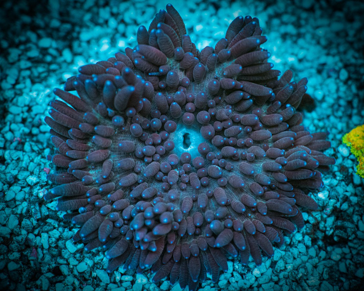 ReefChasers's tweet photo. 😜 New Anemones just hit the site! Ritteri, Sebae, Long Tentacle, Rock Flowers, Bubble Tips & More! 😨
https://t.co/LuOQNFxBnt 💦
#reefchasers #anemone #lta #longtentacle #ritteri #sebae #reef #reefjunkie #reefaddict #reeftank #saltwatertank #coral #coralreef https://t.co/YEATE5lbhF