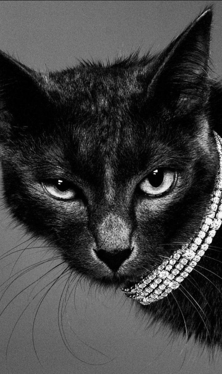 Мр, мяу ~
Привет, человек.
Что тебя привело ко мне ? 
Впрочем, это не важно. 
Присаживайся, и расскажи немного о себе. 
Я удовольствием послушаю.
Хм, знаешь, ты мне напоминаешь котёнка, такой же милый как и ты. 🖇️