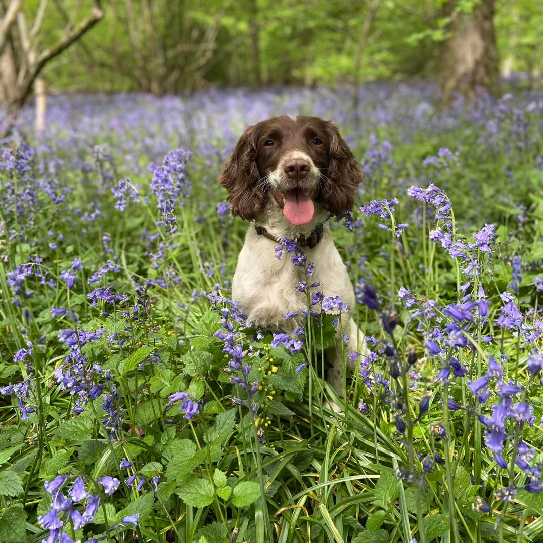 Laverstoke Park Farm tweet media