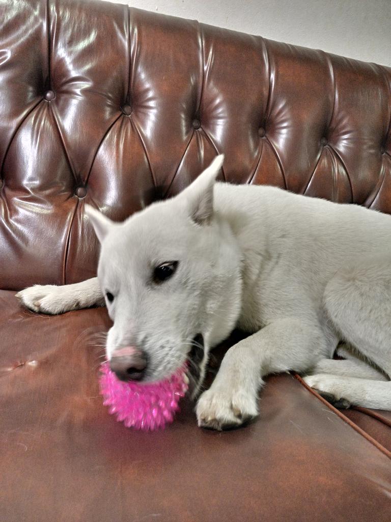 紀州犬の狛 はく 1of1tihf5ynxnh0 Twitter