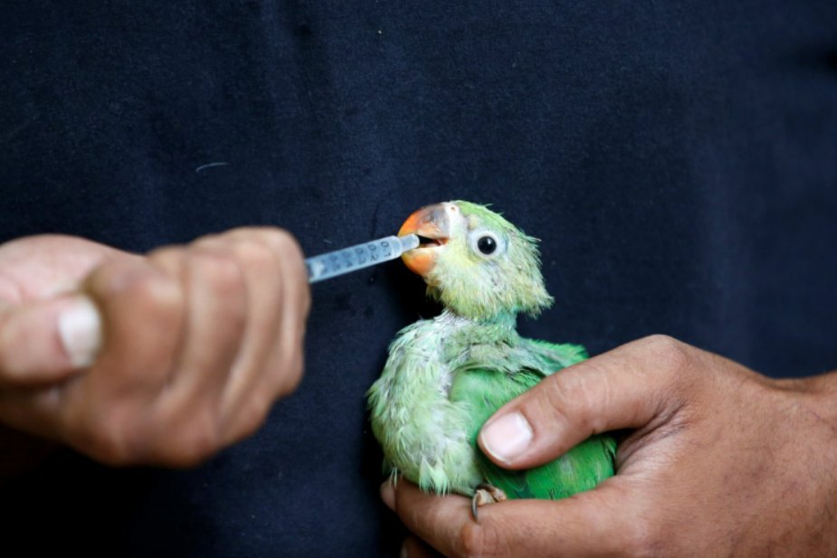 Independent's tweet photo. It’s so hot in India that birds are falling out of the sky https://t.co/rhLX48au0z #IndiaHeatwave https://t.co/T8bCTTRMTu