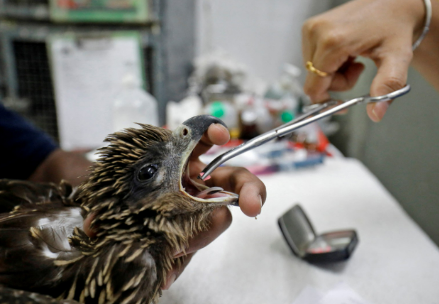 Independent's tweet photo. It’s so hot in India that birds are falling out of the sky https://t.co/rhLX48au0z #IndiaHeatwave https://t.co/T8bCTTRMTu