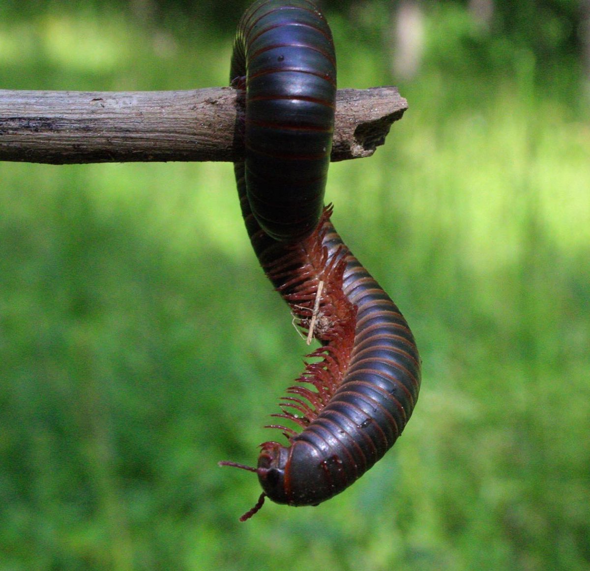 gaiacaptures's tweet photo. absolutely enjoyed spending some time with this little friend, i believe he is a black millipede 🐛 

#photography #canonphotography #canon #NaturePhotography #photographer #millipede #wildlife https://t.co/shX6n18hCv
