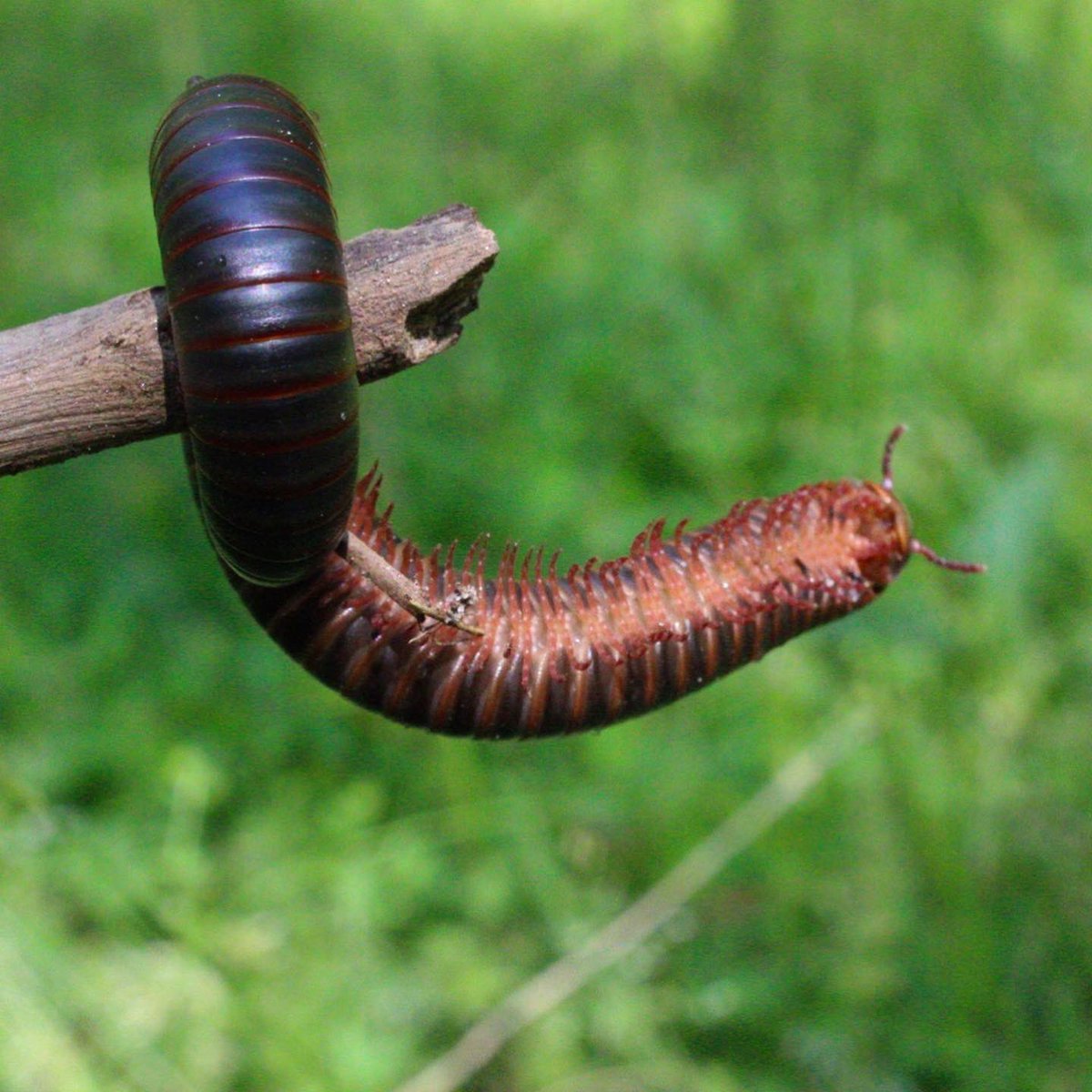 gaiacaptures's tweet photo. absolutely enjoyed spending some time with this little friend, i believe he is a black millipede 🐛 

#photography #canonphotography #canon #NaturePhotography #photographer #millipede #wildlife https://t.co/shX6n18hCv