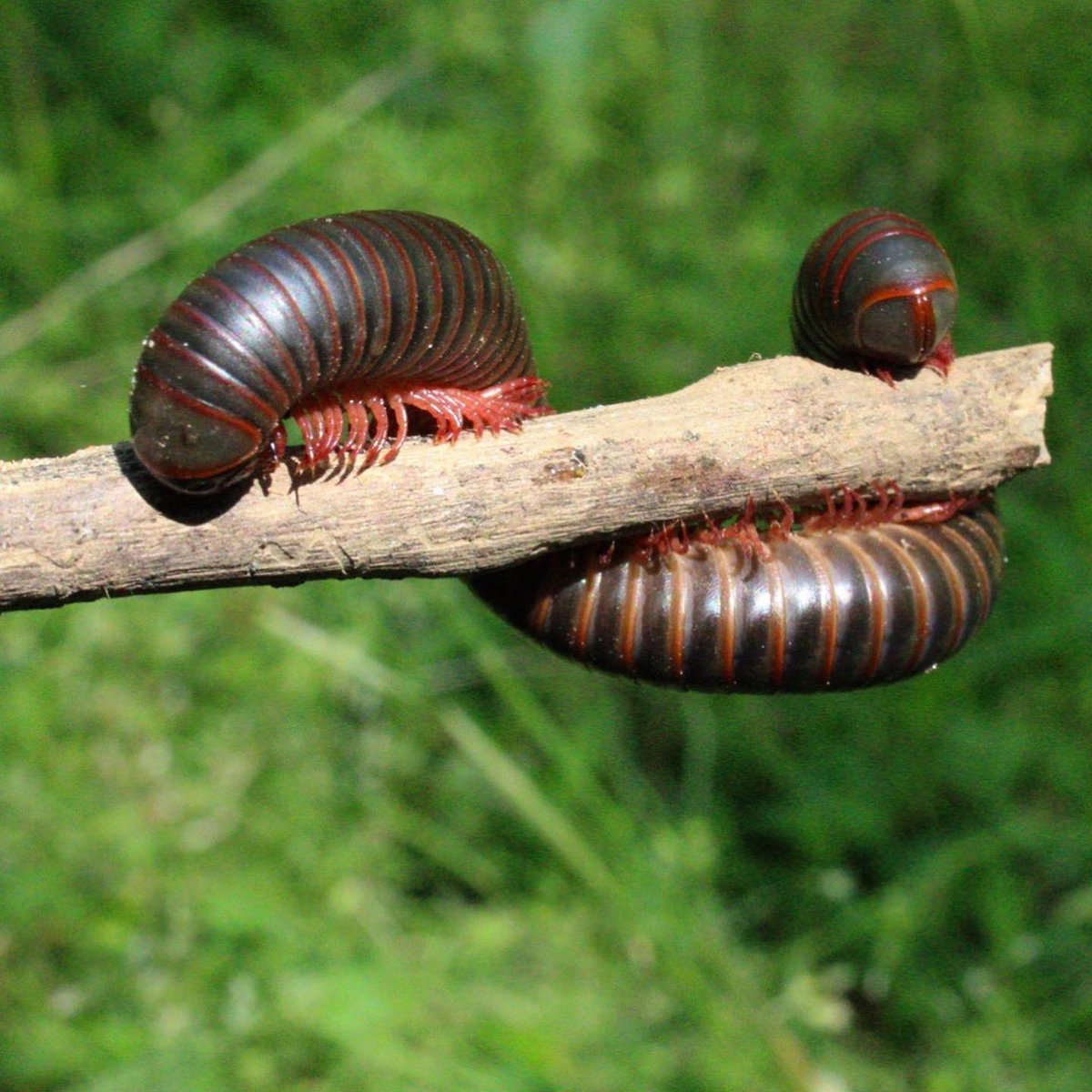 gaiacaptures's tweet photo. absolutely enjoyed spending some time with this little friend, i believe he is a black millipede 🐛 

#photography #canonphotography #canon #NaturePhotography #photographer #millipede #wildlife https://t.co/shX6n18hCv