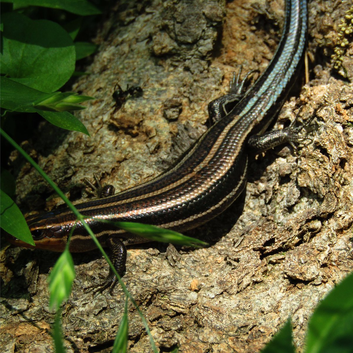gaiacaptures's tweet photo. American Five-Lined Skink 🦎 

#photography #canonphotography #canon #NaturePhotography #photographer #skink #lizard https://t.co/IArN3oBIPT