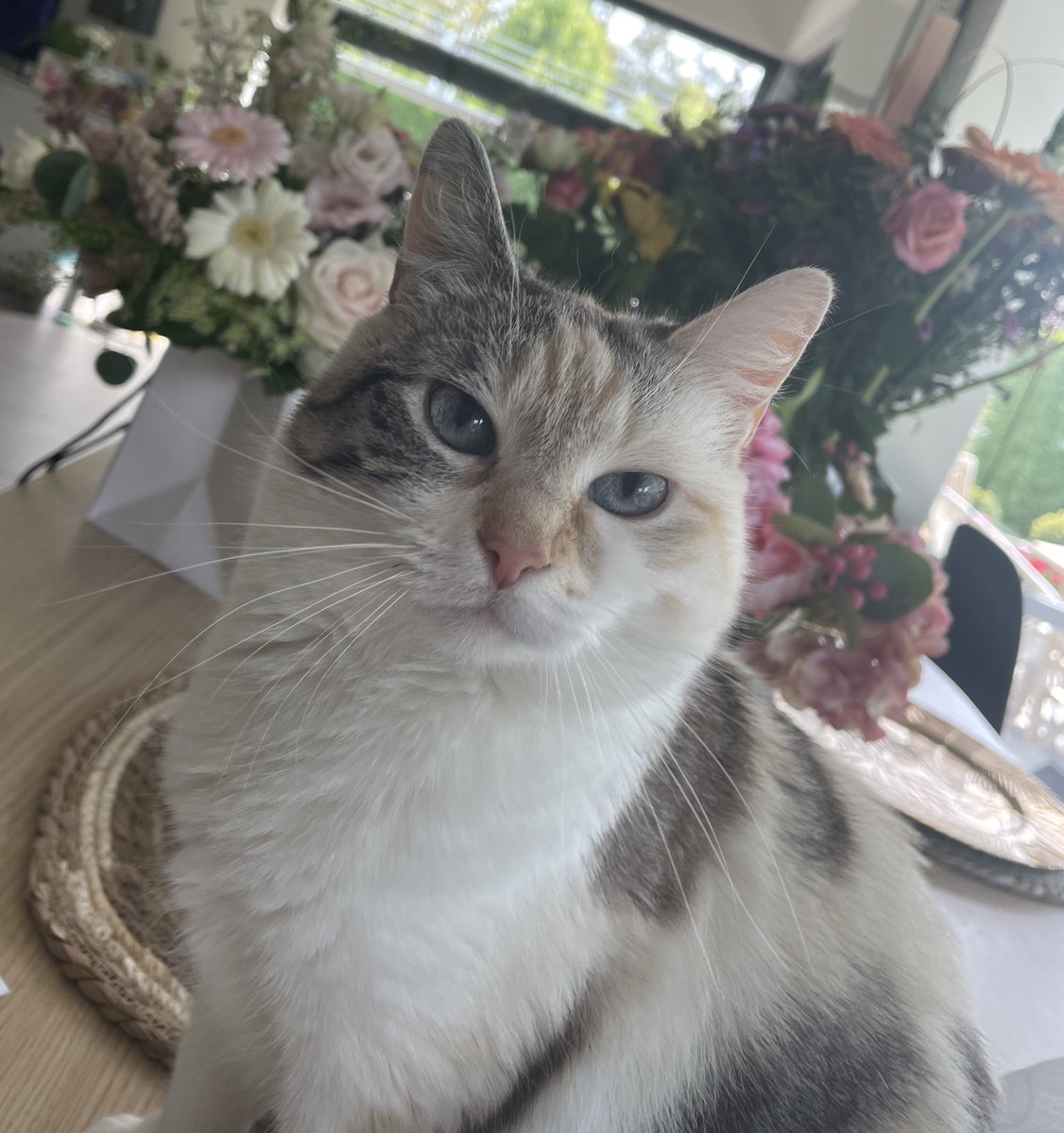 princess Lou tweet media