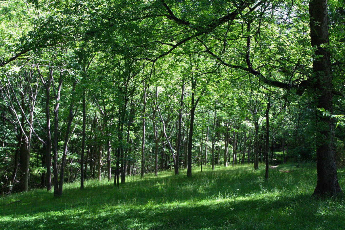gaiacaptures's tweet photo. @ThroughHisEyesP the forest 🌳 any forest. bonus points if there’s a creek or stream 💚 https://t.co/0QPaha08pm
