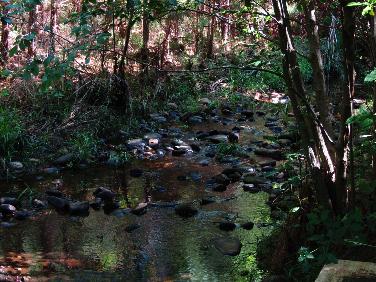 gaiacaptures's tweet photo. @ThroughHisEyesP the forest 🌳 any forest. bonus points if there’s a creek or stream 💚 https://t.co/0QPaha08pm