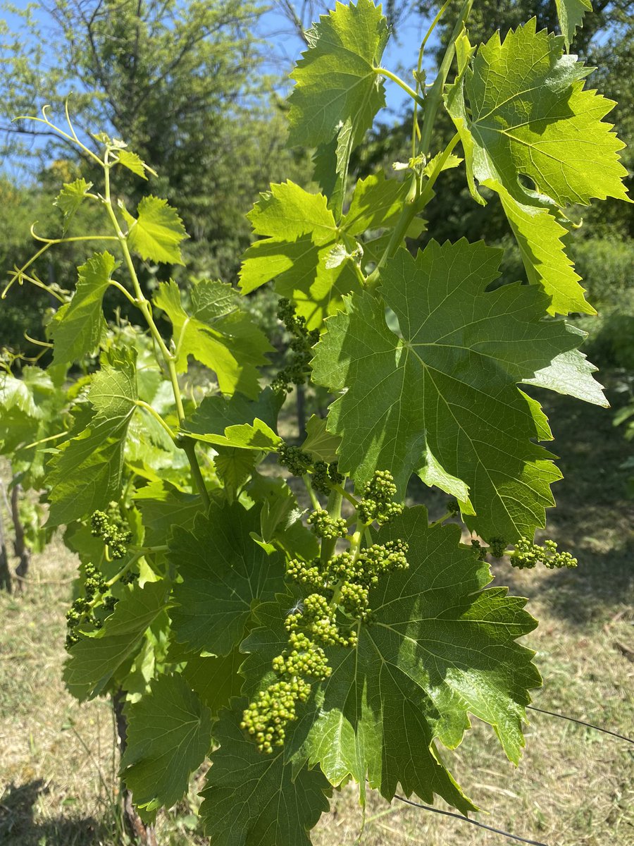 BacchusGrotto's tweet photo. Petit vignoble et #Grenache 
#cairanne #cotesdurhone #wine https://t.co/SiwFw1OGwO