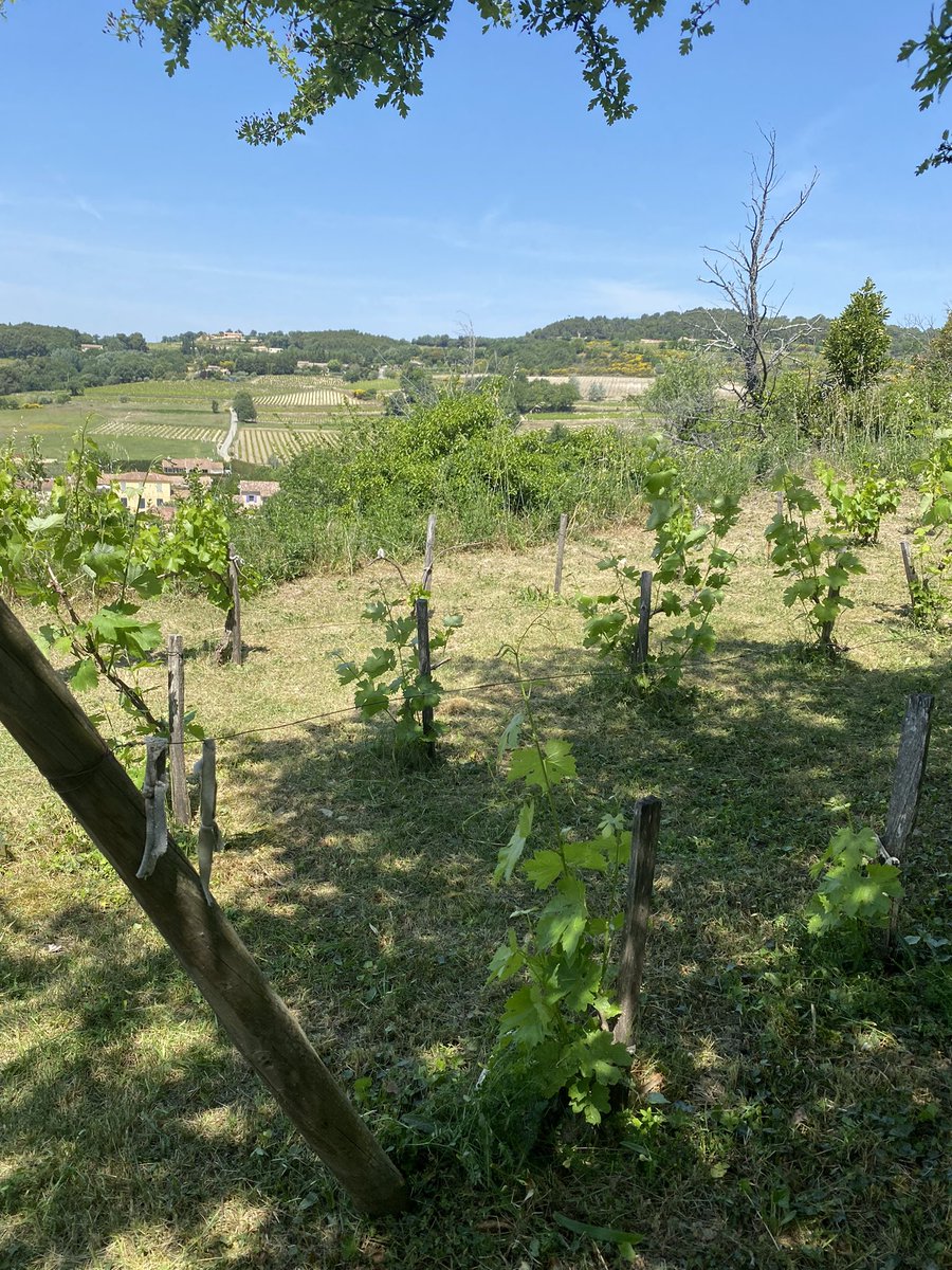 BacchusGrotto's tweet photo. Petit vignoble et #Grenache 
#cairanne #cotesdurhone #wine https://t.co/SiwFw1OGwO