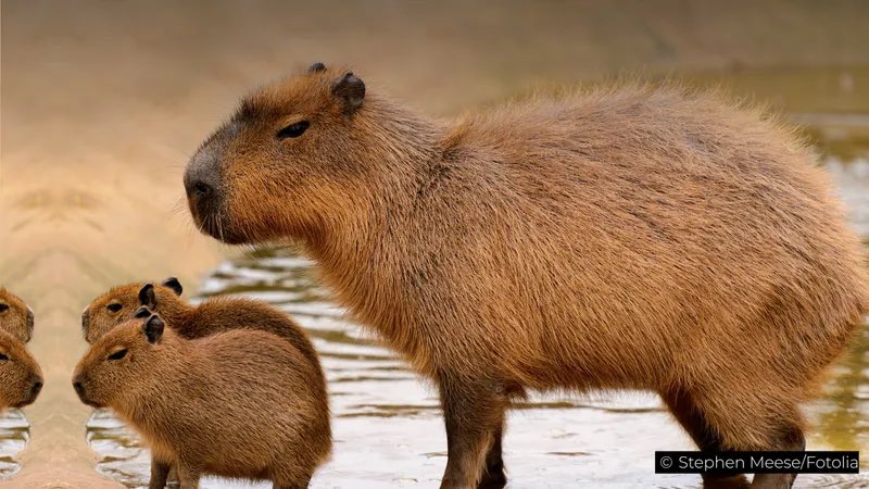 imbalinttorok's tweet photo. Annyi capybaras videot dob fel a tiktok, hogy tegnap egy capybaraval almodtam https://t.co/pOkZwjA5hJ