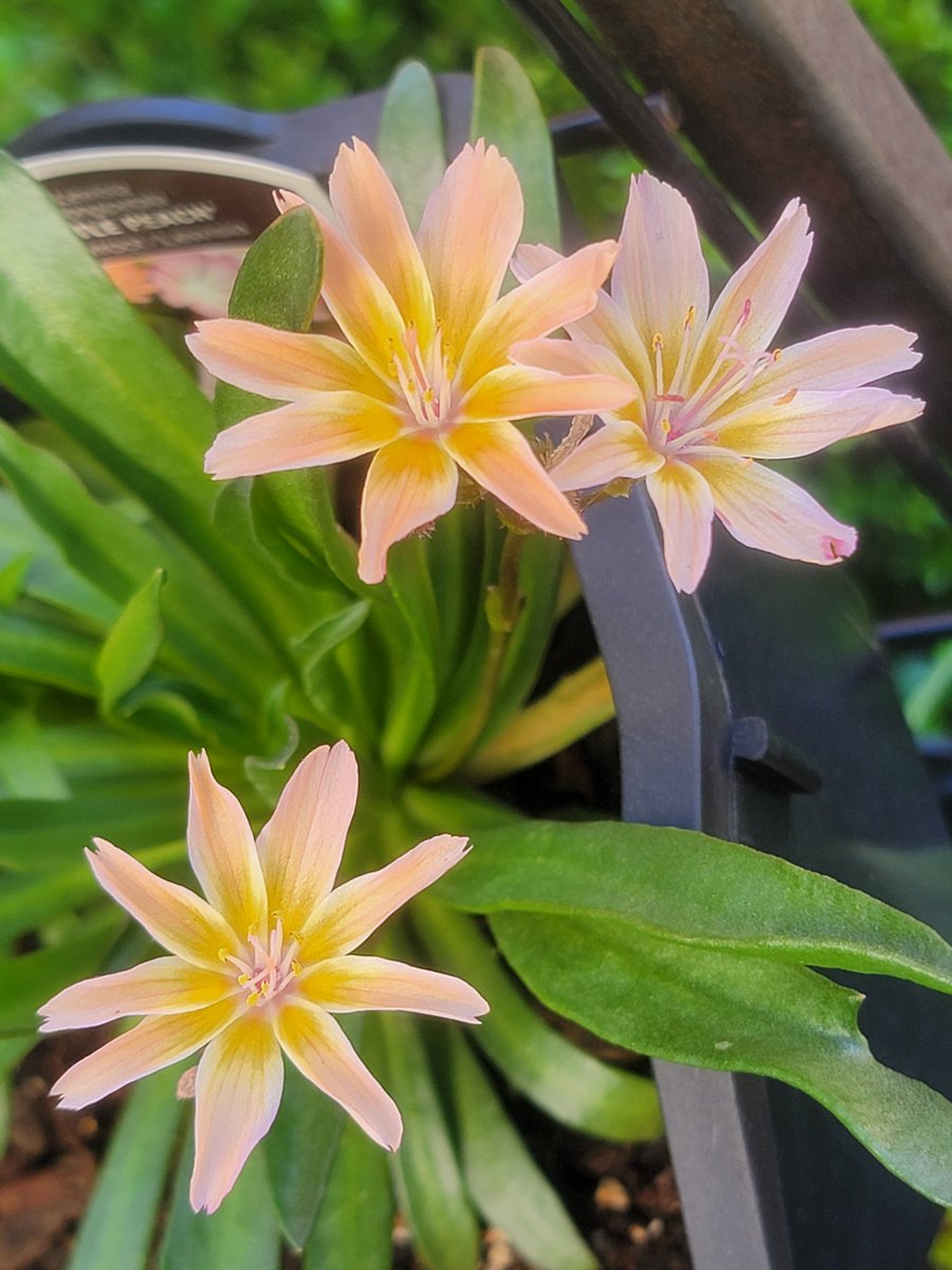 BytesAndBuds's tweet photo. I love this little peach bitterroot. It's also known as lewisia longipetala. This perennial is in drought tolerant and blooms late spring to early summer. Super easy plant that I left outside in US zone 7b.
.
.
.
.
.
.
. https://t.co/tXHLu62e30