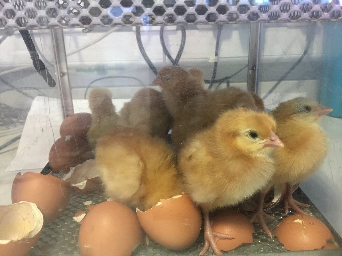 TGPS_NorthLincs's tweet photo. We now have 9 chicks in reception π₯There is only one more chick left to hatch #TGPSScience https://t.co/pml2LwnLw0